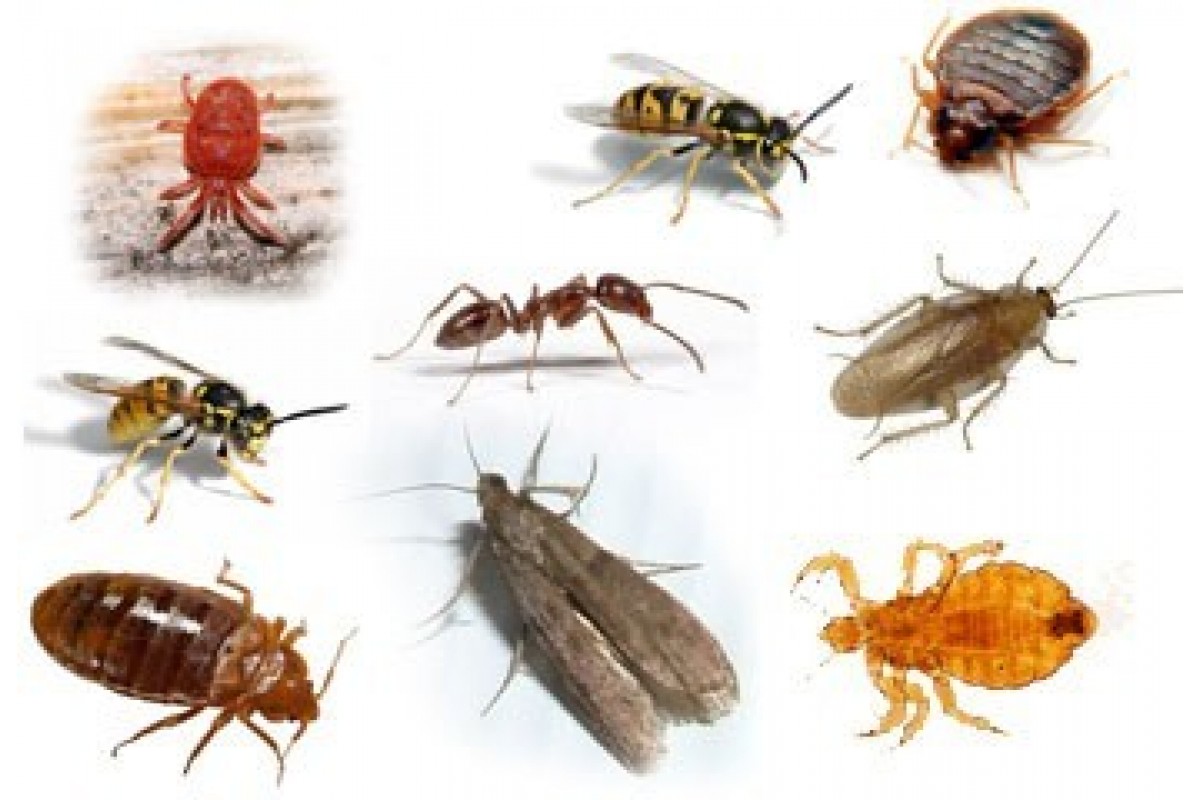 Insectes Parasites (11)