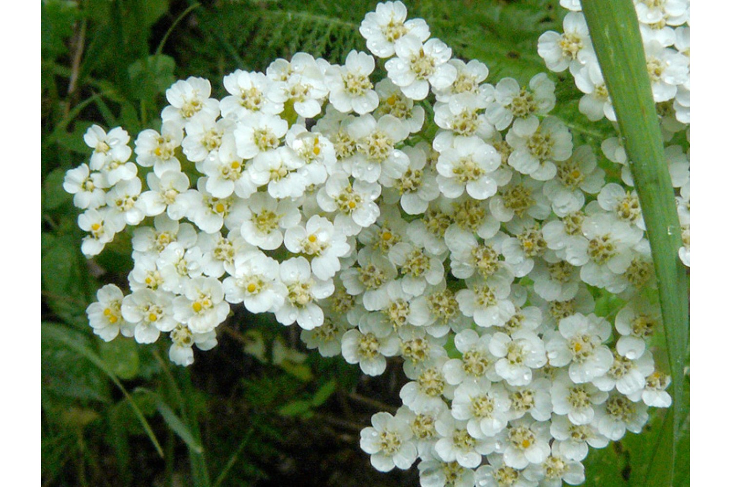 Achillea millefolium 'White Beauty' - Vente Achillée millefeuille blanche