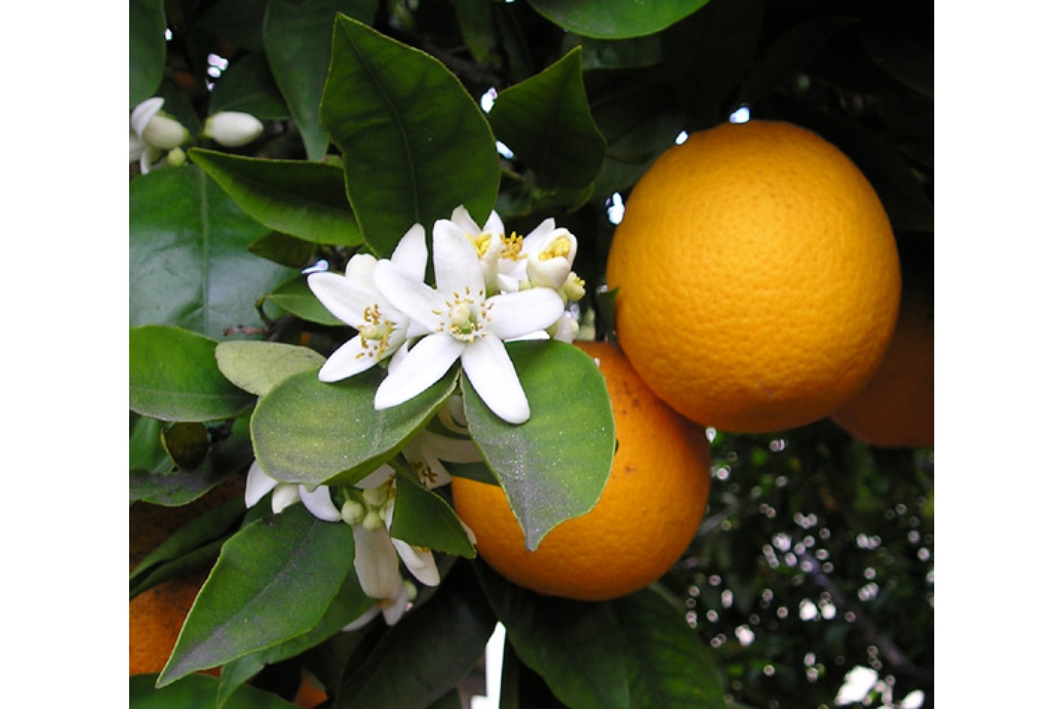 Néroli (Fleurs d'oranger) - Hydrolat Bio