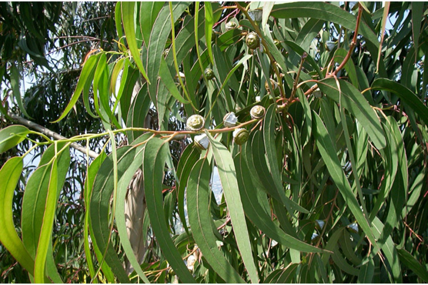 Huile essentielle bio Eucalyptus Radié (Radiata) Feuilles Australie