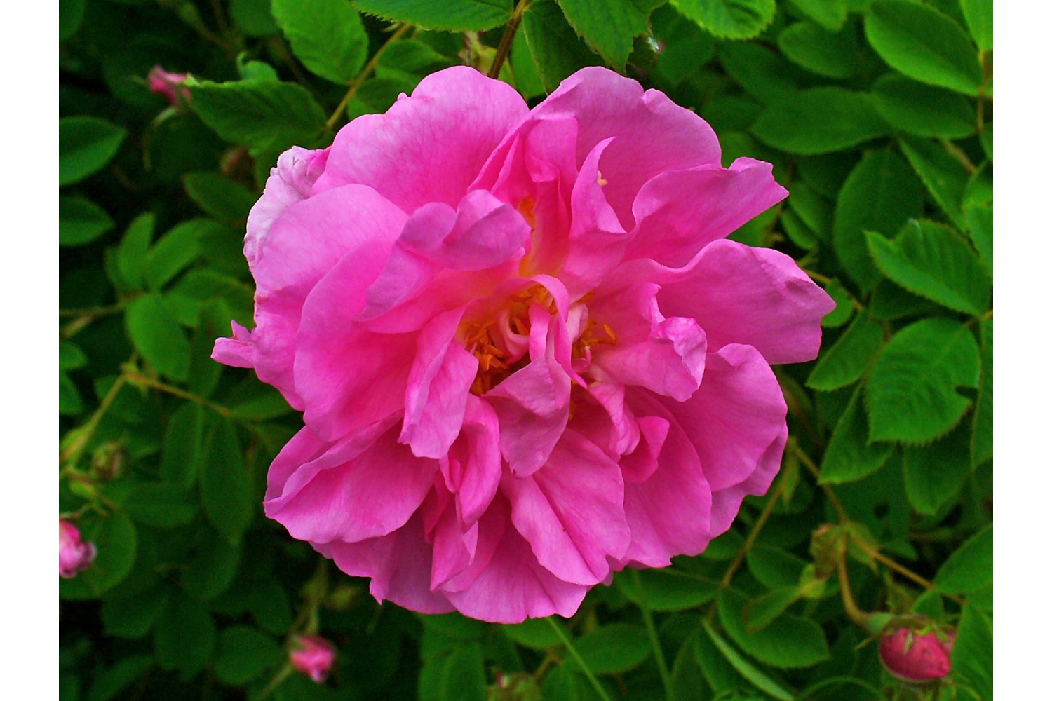 Lotion bio Rose de Damas