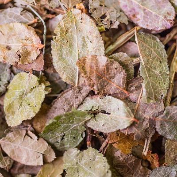 Myrtille* Bio Feuilles