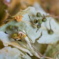 Tilleul des Baronnies* Bio France 25 g