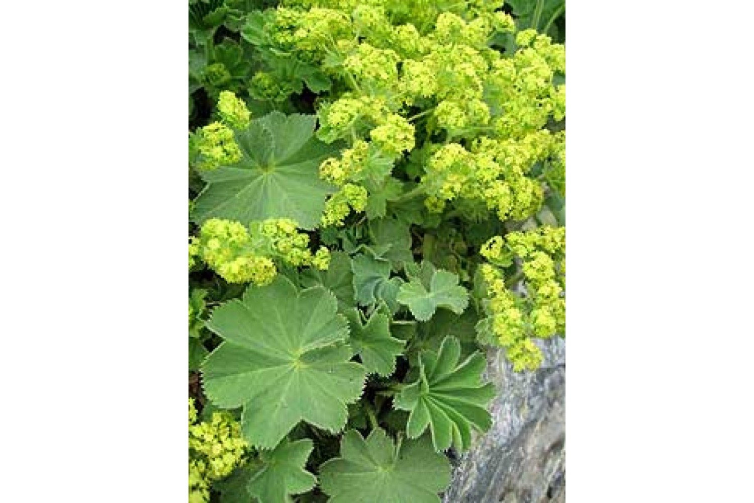 enzymes plant Plant Enzymes main image 1